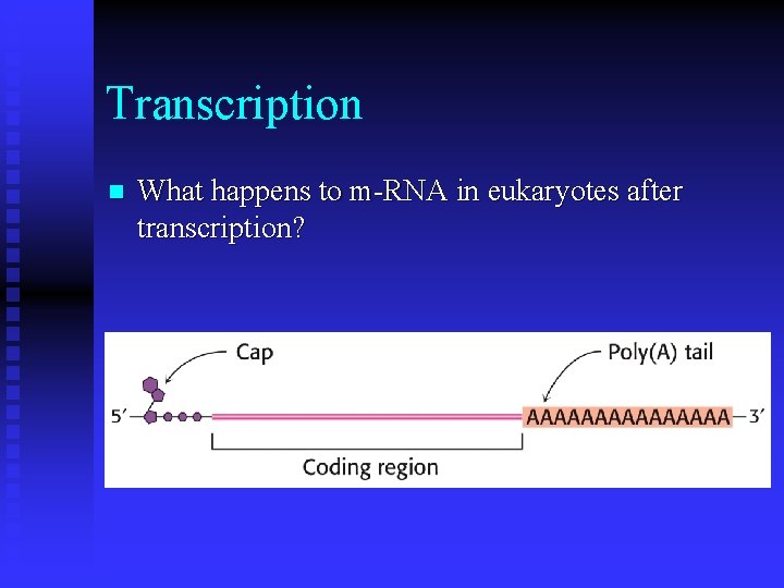 Transcription n What happens to m-RNA in eukaryotes after transcription? 