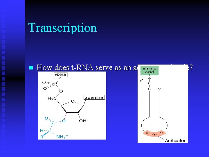 Transcription n How does t-RNA serve as an adaptor molecule? 