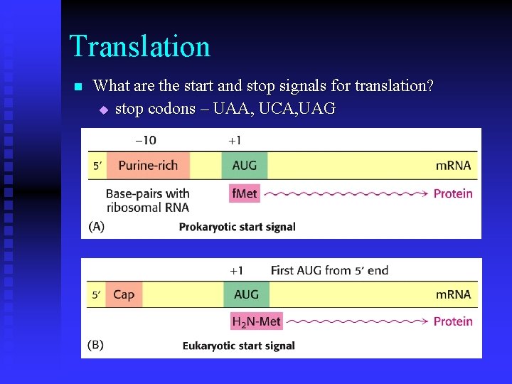 Translation n What are the start and stop signals for translation? u stop codons