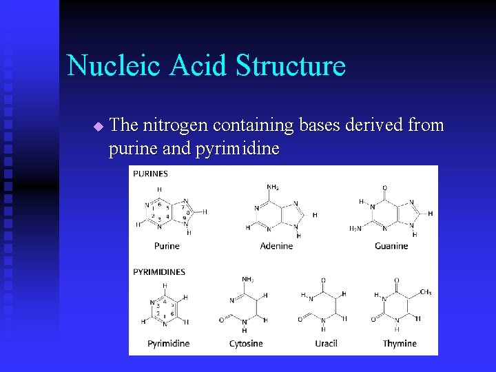 Nucleic Acid Structure u The nitrogen containing bases derived from purine and pyrimidine 