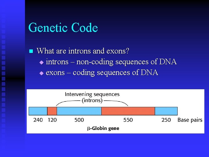 Genetic Code n What are introns and exons? u introns – non-coding sequences of