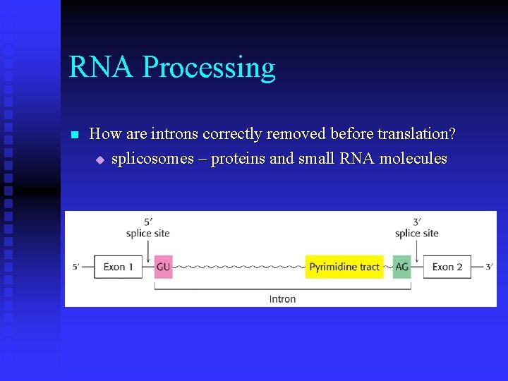 RNA Processing n How are introns correctly removed before translation? u splicosomes – proteins