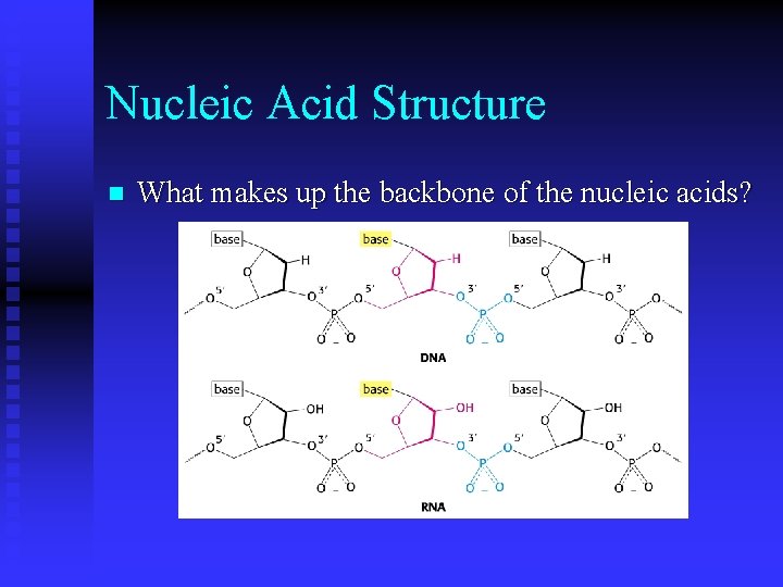 Nucleic Acid Structure n What makes up the backbone of the nucleic acids? 