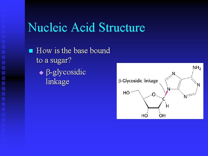 Nucleic Acid Structure n How is the base bound to a sugar? u -glycosidic