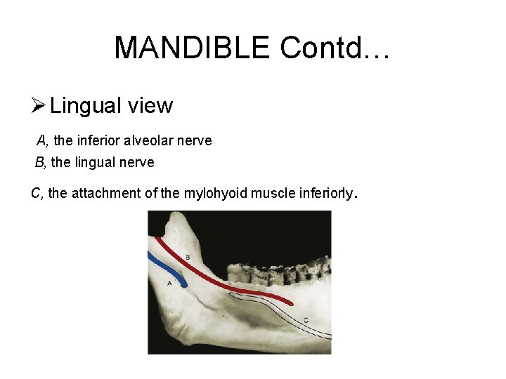 MANDIBLE Contd… Ø Lingual view A, the inferior alveolar nerve B, the lingual nerve