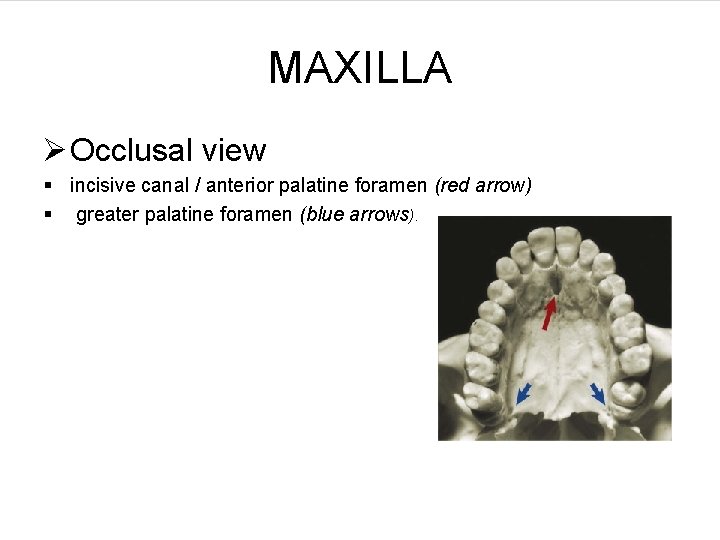 MAXILLA Ø Occlusal view § incisive canal / anterior palatine foramen (red arrow) §