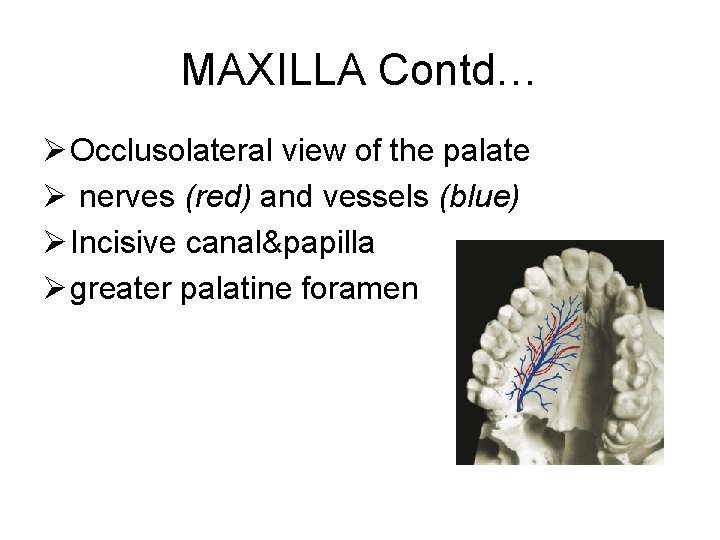 MAXILLA Contd… Ø Occlusolateral view of the palate Ø nerves (red) and vessels (blue)