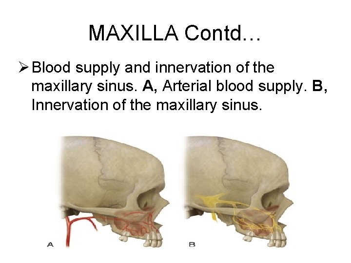 MAXILLA Contd… Ø Blood supply and innervation of the maxillary sinus. A, Arterial blood