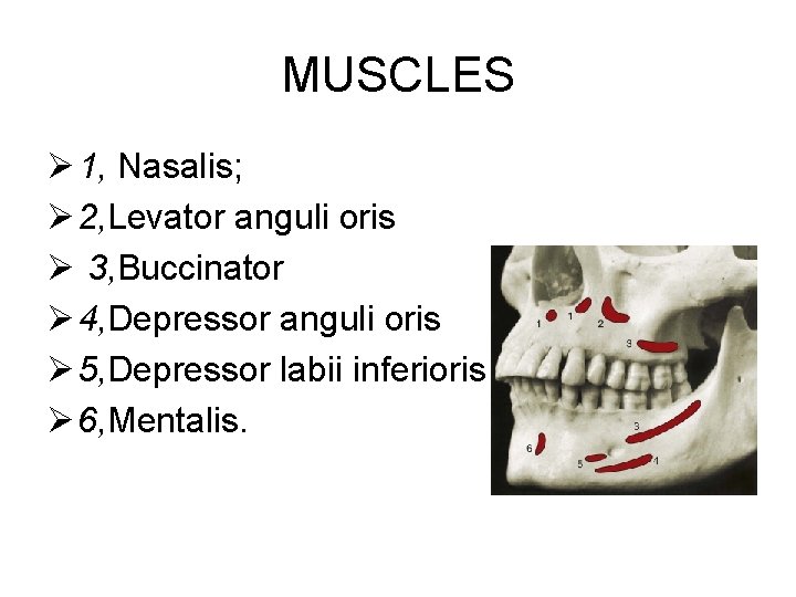 MUSCLES Ø 1, Nasalis; Ø 2, Levator anguli oris Ø 3, Buccinator Ø 4,