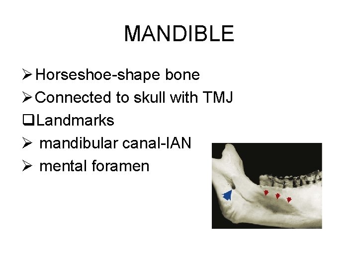 MANDIBLE Ø Horseshoe-shape bone Ø Connected to skull with TMJ q. Landmarks Ø mandibular