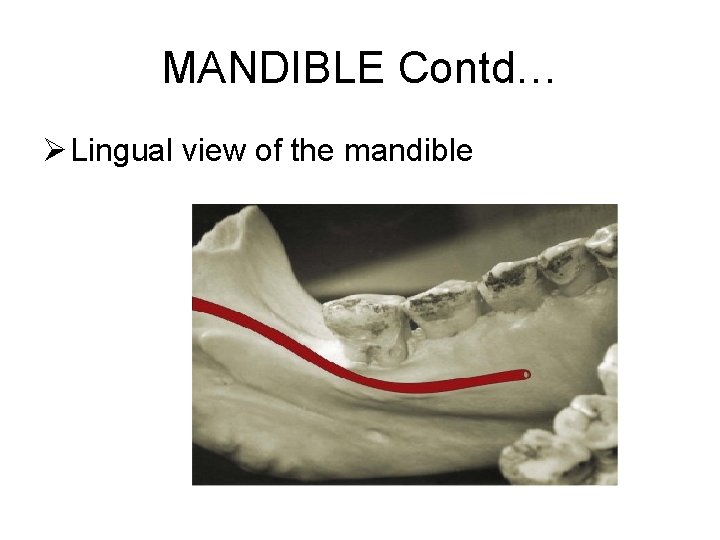MANDIBLE Contd… Ø Lingual view of the mandible 