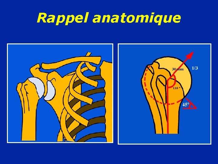 Rappel anatomique 