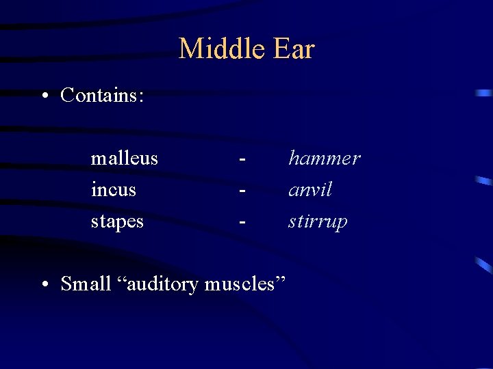 Middle Ear • Contains: malleus incus stapes - • Small “auditory muscles” hammer anvil Middle Ear • Contains: malleus incus stapes - • Small “auditory muscles” hammer anvil