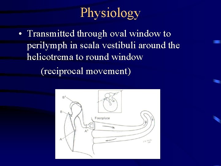 Physiology • Transmitted through oval window to perilymph in scala vestibuli around the helicotrema Physiology • Transmitted through oval window to perilymph in scala vestibuli around the helicotrema