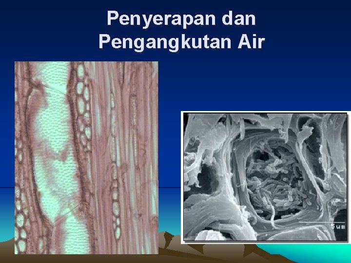 Penyerapan dan Pengangkutan Air 