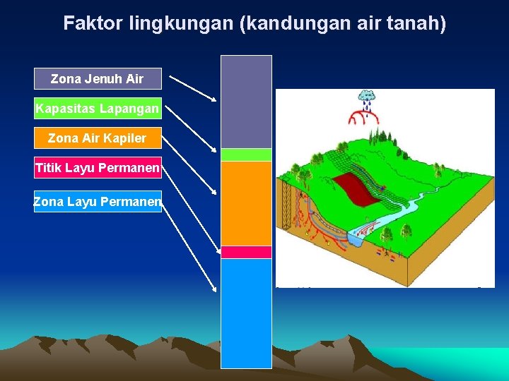 Faktor lingkungan (kandungan air tanah) Zona Jenuh Air Kapasitas Lapangan Zona Air Kapiler Titik