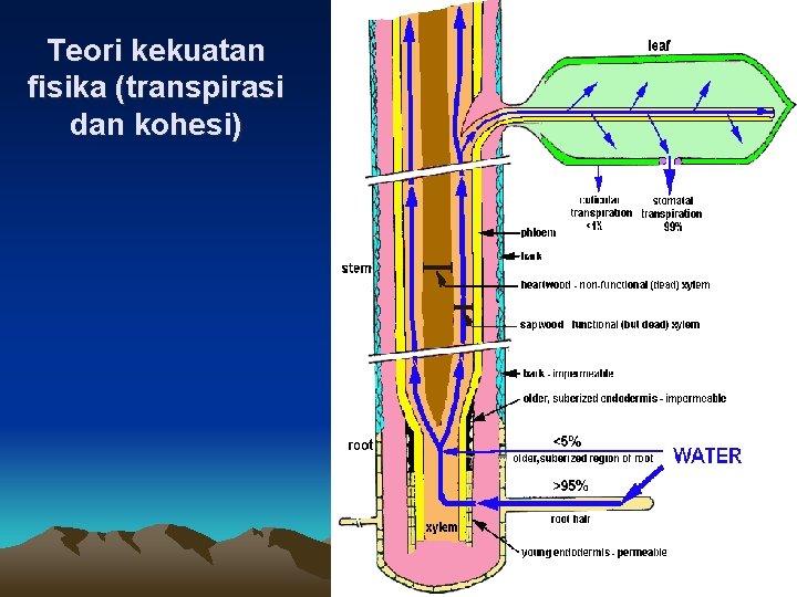 Teori kekuatan fisika (transpirasi dan kohesi) 