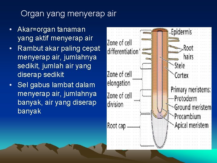 Organ yang menyerap air • Akar=organ tanaman yang aktif menyerap air • Rambut akar