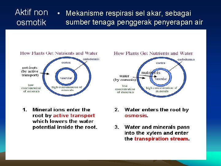 Aktif non osmotik • Mekanisme respirasi sel akar, sebagai sumber tenaga penggerak penyerapan air