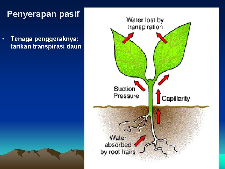 Penyerapan pasif • Tenaga penggeraknya: tarikan transpirasi daun 