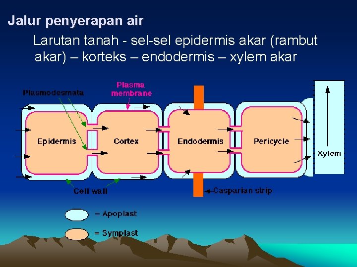 Jalur penyerapan air Larutan tanah - sel-sel epidermis akar (rambut akar) – korteks –