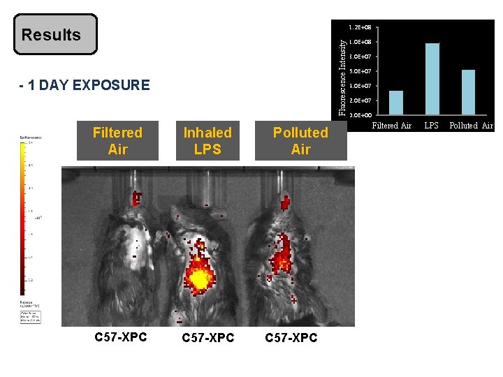 Fluorescence Intensidade da. Intensity fluorescência Results - 1 DAY EXPOSURE Filtered Air Inhaled LPS