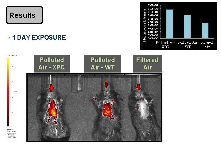 Fluorescence Intensity Intensidade da fluorescência Results - 1 DAY EXPOSURE Polluted Air - XPC