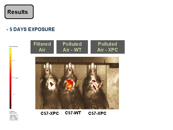 Results - 5 DAYS EXPOSURE Filtered Air C 57 -XPC Polluted Air - WT