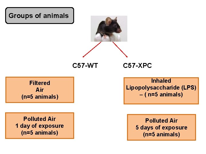 Groups of animals C 57 -WT C 57 -XPC Filtered Air (n=5 animals) Inhaled