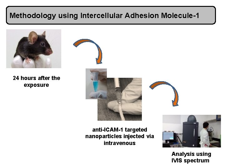 Methodology using Intercellular Adhesion Molecule-1 24 hours after the exposure anti-ICAM-1 targeted nanoparticles injected