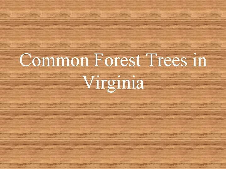 Common Forest Trees in Virginia 