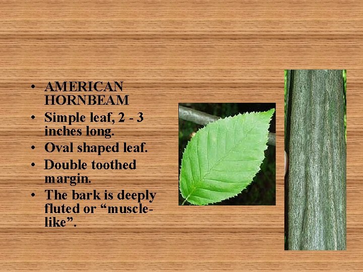  • AMERICAN HORNBEAM • Simple leaf, 2 - 3 inches long. • Oval