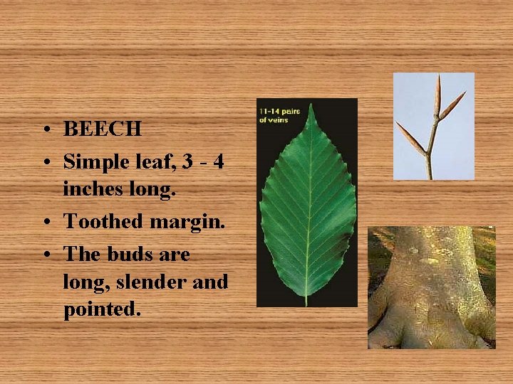  • BEECH • Simple leaf, 3 - 4 inches long. • Toothed margin.