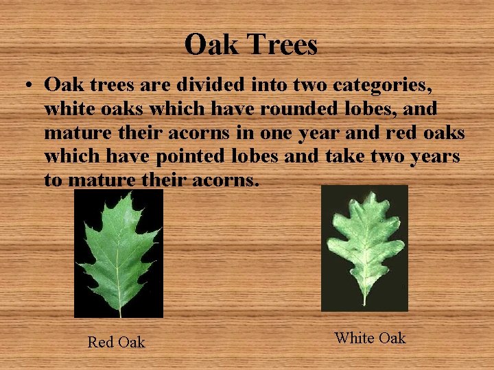 Oak Trees • Oak trees are divided into two categories, white oaks which have