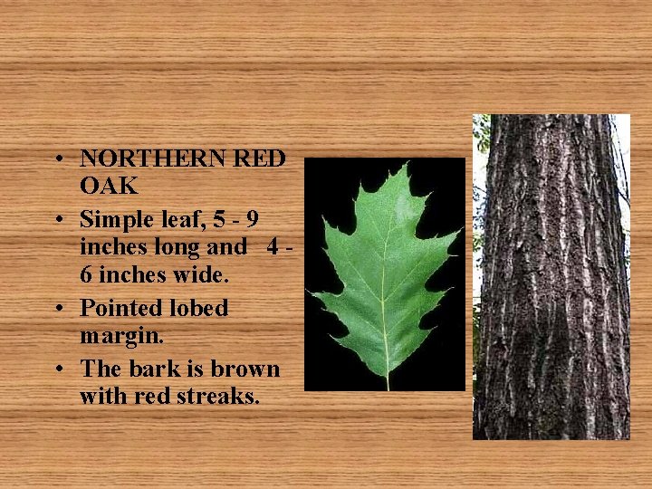  • NORTHERN RED OAK • Simple leaf, 5 - 9 inches long and
