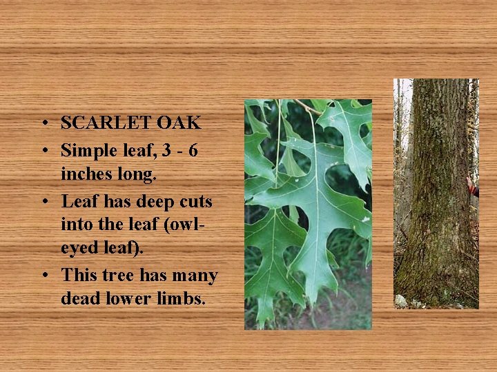  • SCARLET OAK • Simple leaf, 3 - 6 inches long. • Leaf
