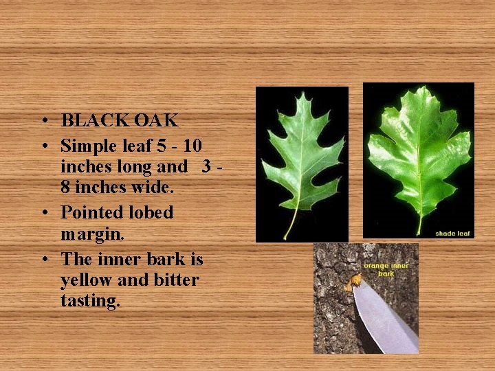  • BLACK OAK • Simple leaf 5 - 10 inches long and 3