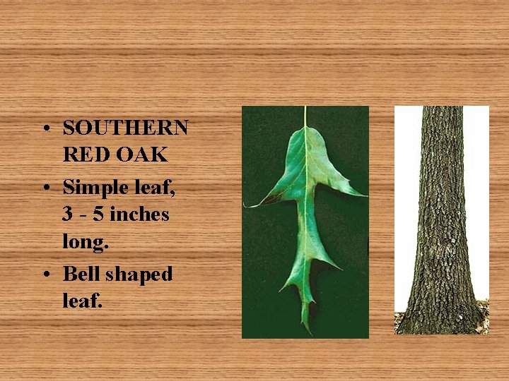  • SOUTHERN RED OAK • Simple leaf, 3 - 5 inches long. •