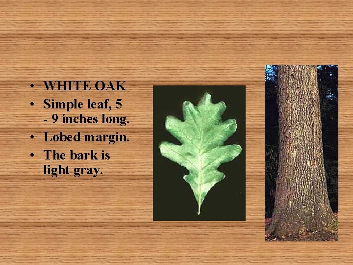  • WHITE OAK • Simple leaf, 5 - 9 inches long. • Lobed