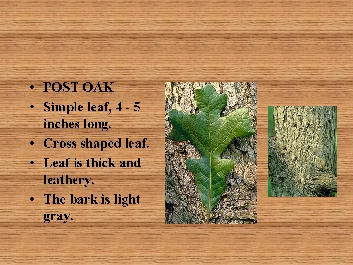  • POST OAK • Simple leaf, 4 - 5 inches long. • Cross