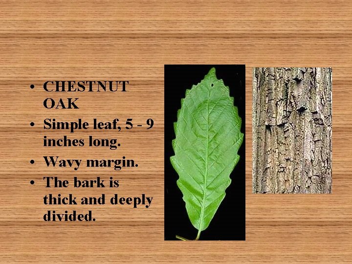  • CHESTNUT OAK • Simple leaf, 5 - 9 inches long. • Wavy