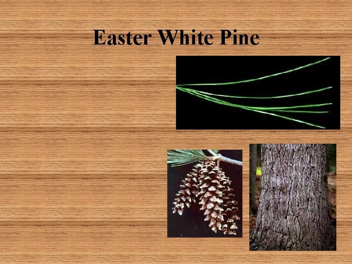 Easter White Pine 