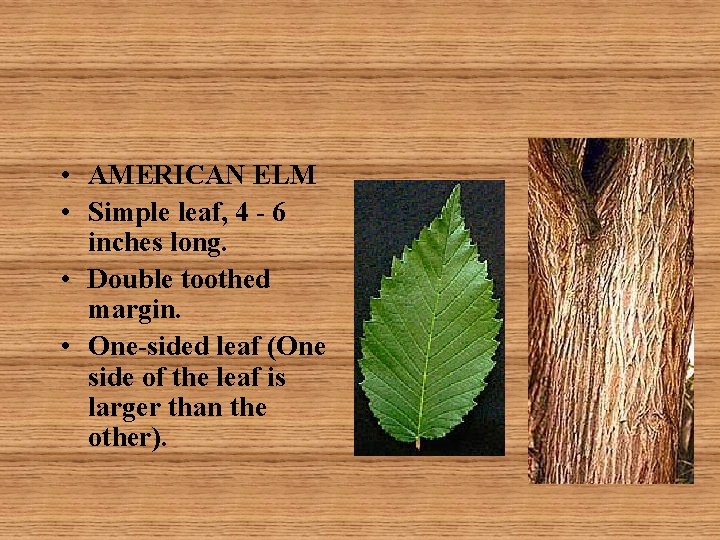  • AMERICAN ELM • Simple leaf, 4 - 6 inches long. • Double