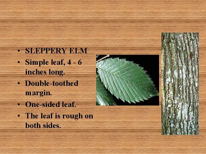  • SLEPPERY ELM • Simple leaf, 4 - 6 inches long. • Double-toothed