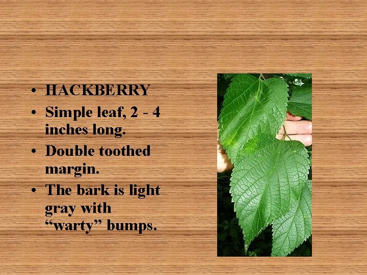  • HACKBERRY • Simple leaf, 2 - 4 inches long. • Double toothed