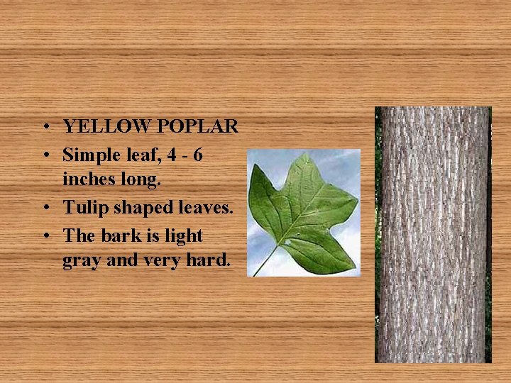  • YELLOW POPLAR • Simple leaf, 4 - 6 inches long. • Tulip