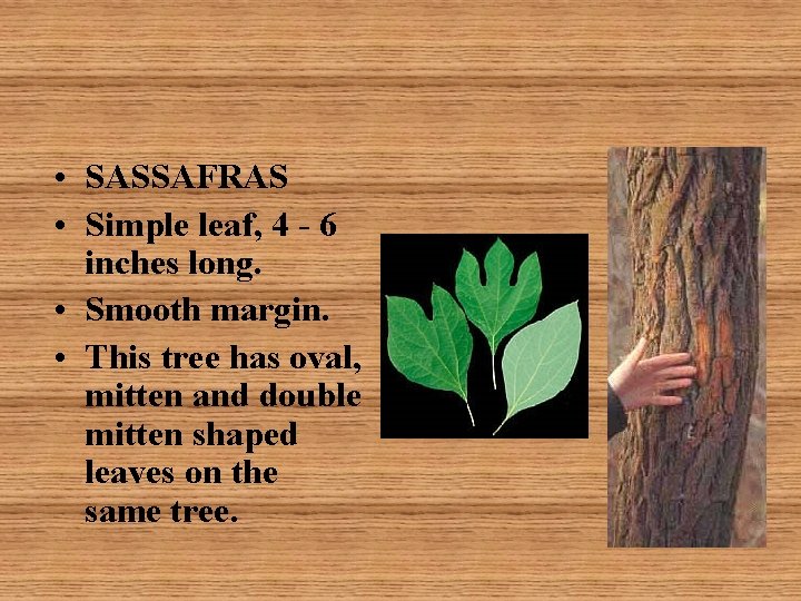  • SASSAFRAS • Simple leaf, 4 - 6 inches long. • Smooth margin.