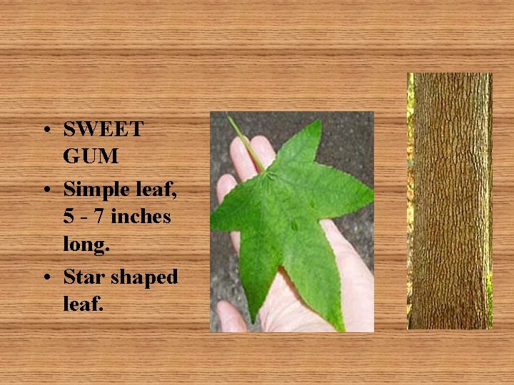  • SWEET GUM • Simple leaf, 5 - 7 inches long. • Star