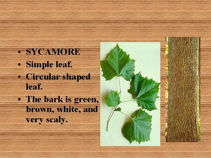  • SYCAMORE • Simple leaf. • Circular shaped leaf. • The bark is
