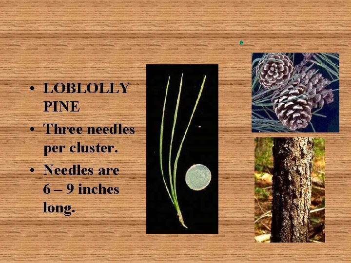  • LOBLOLLY PINE • Three needles per cluster. • Needles are 6 –